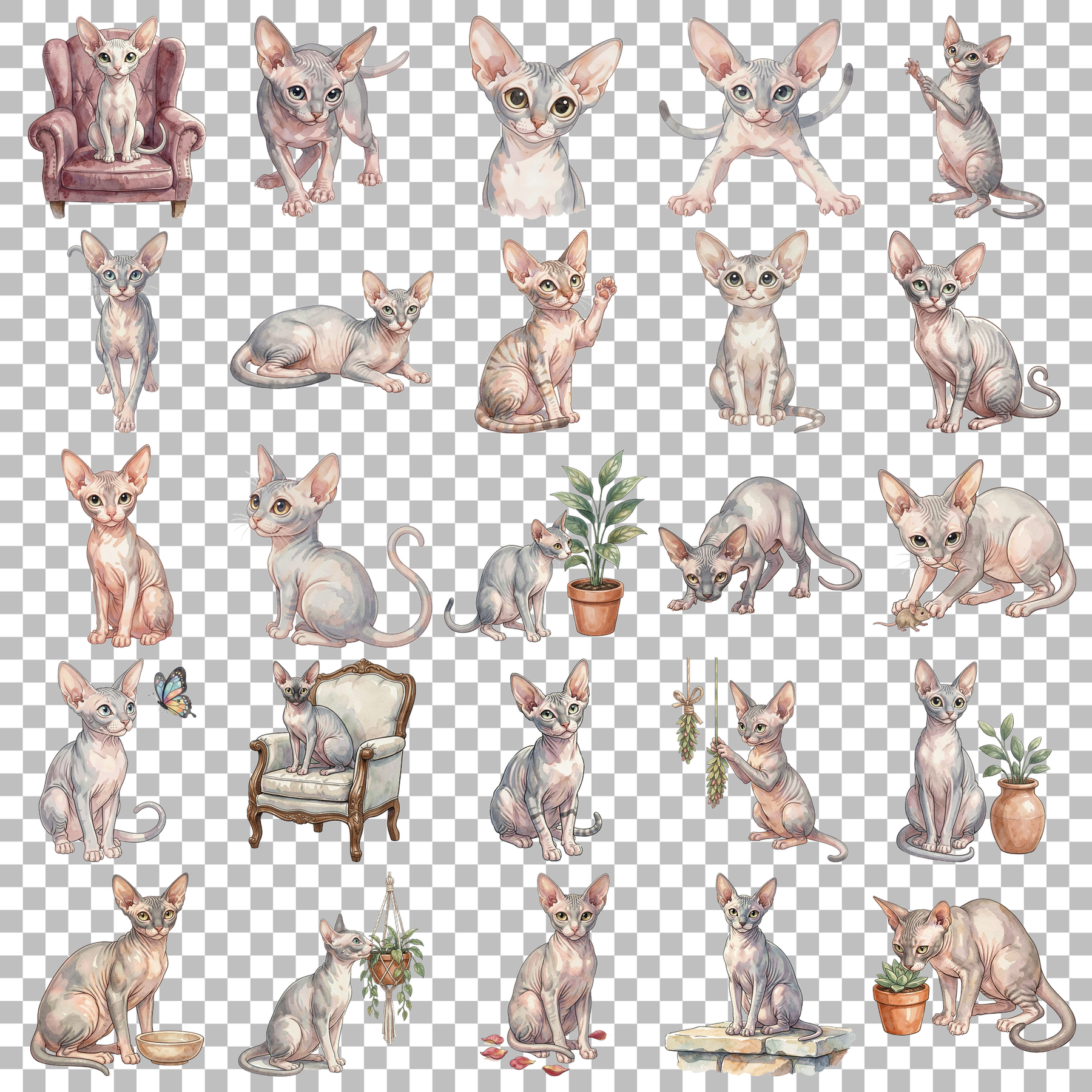 devon-rex-transparent.png