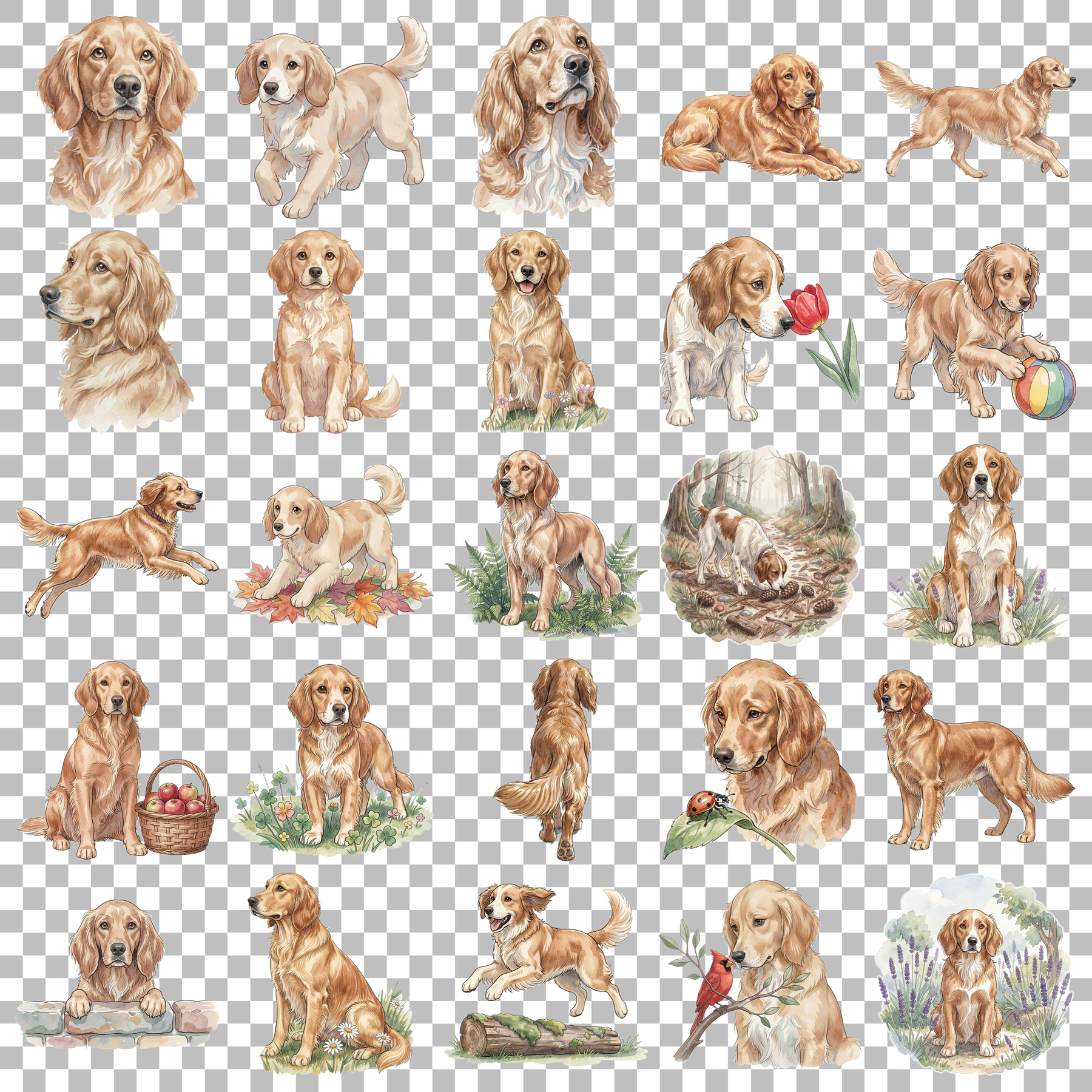 englisch-setter-transparent.png