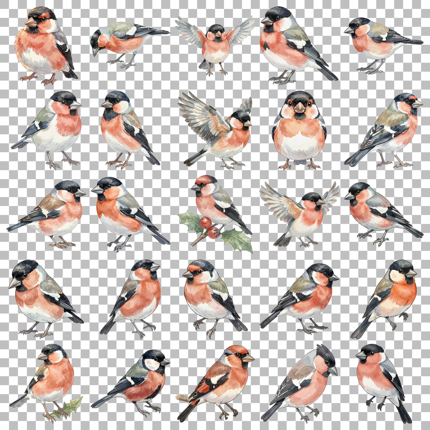gimpel-transparent.png