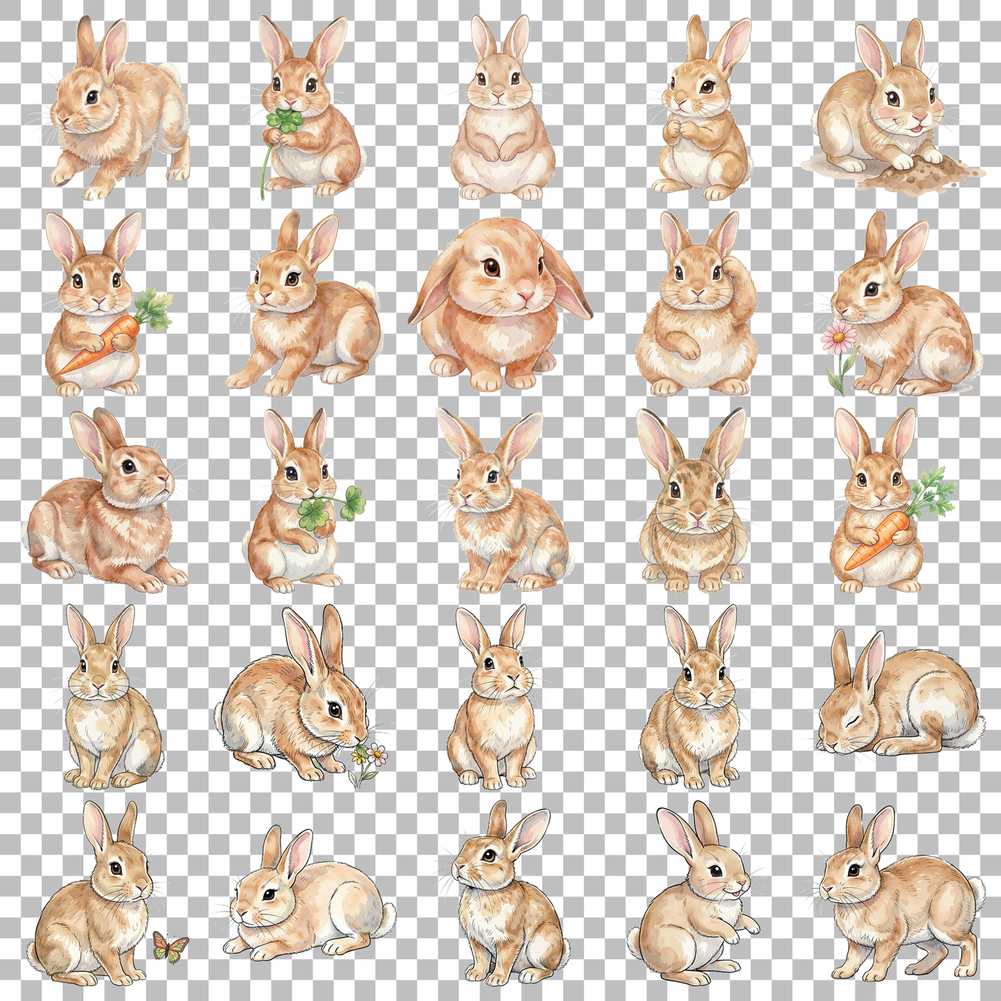 hase-transparent.png