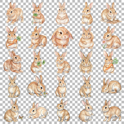 hase-transparent.png
