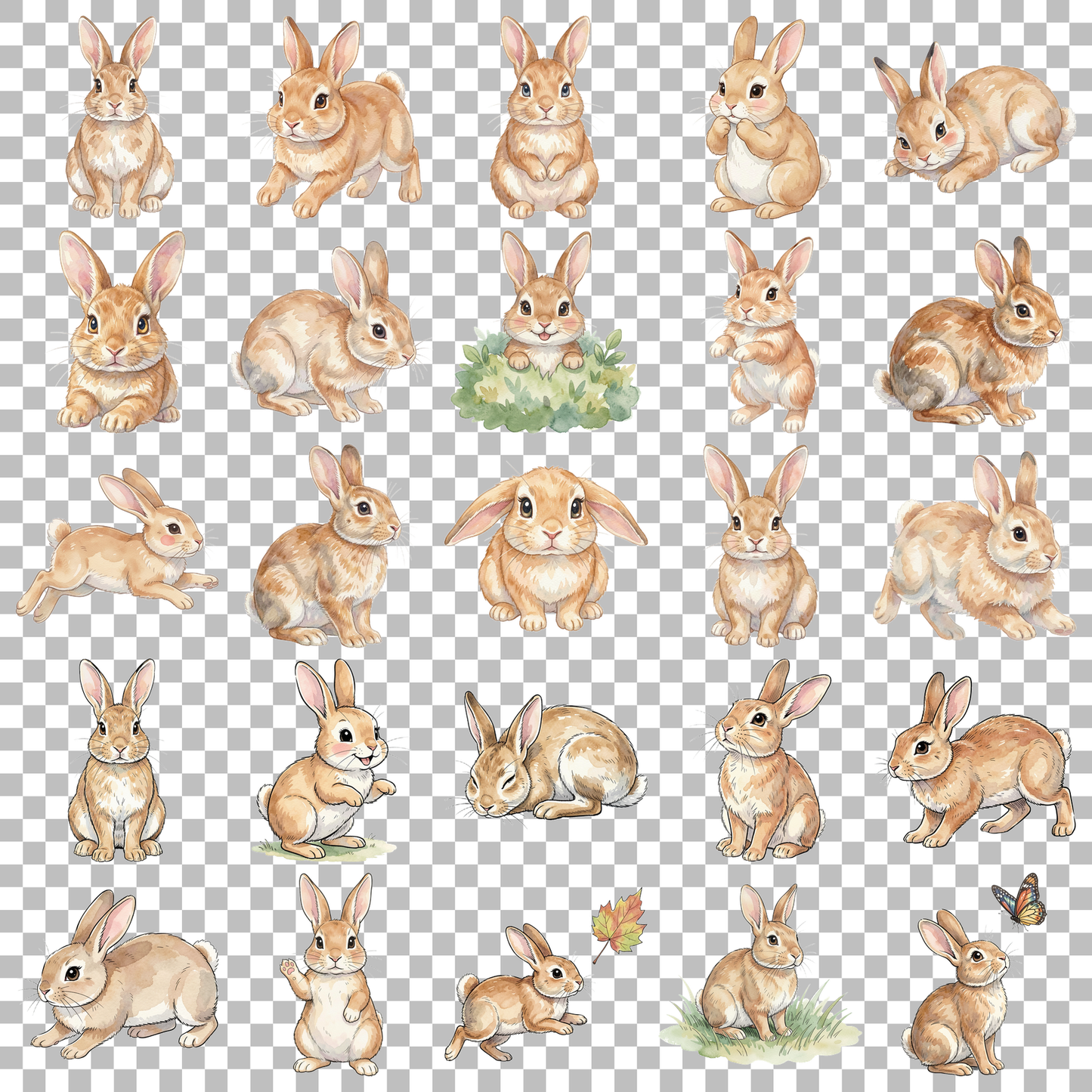 hase-transparent.png