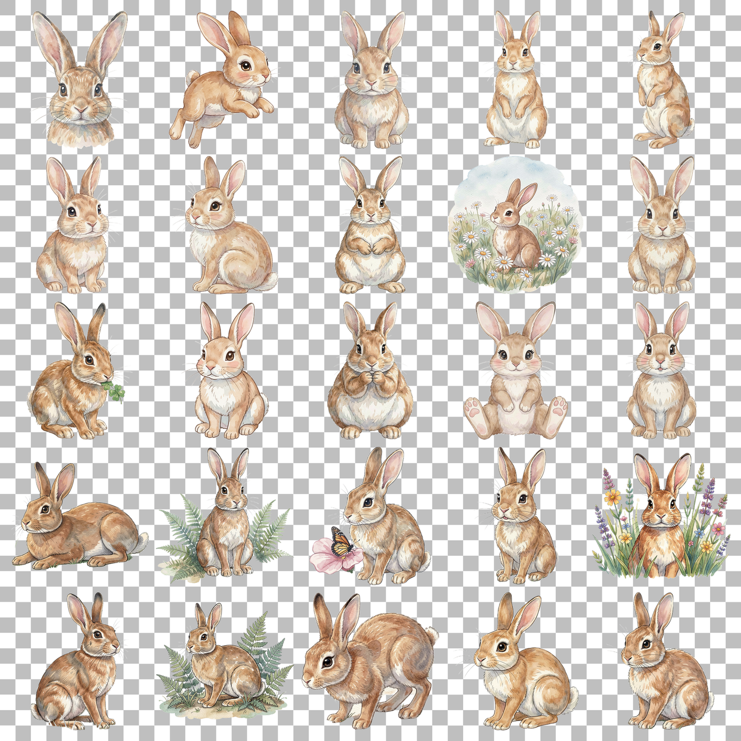 hase-transparent.png