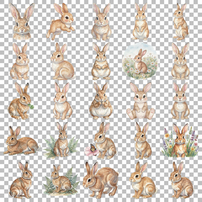 hase-transparent.png