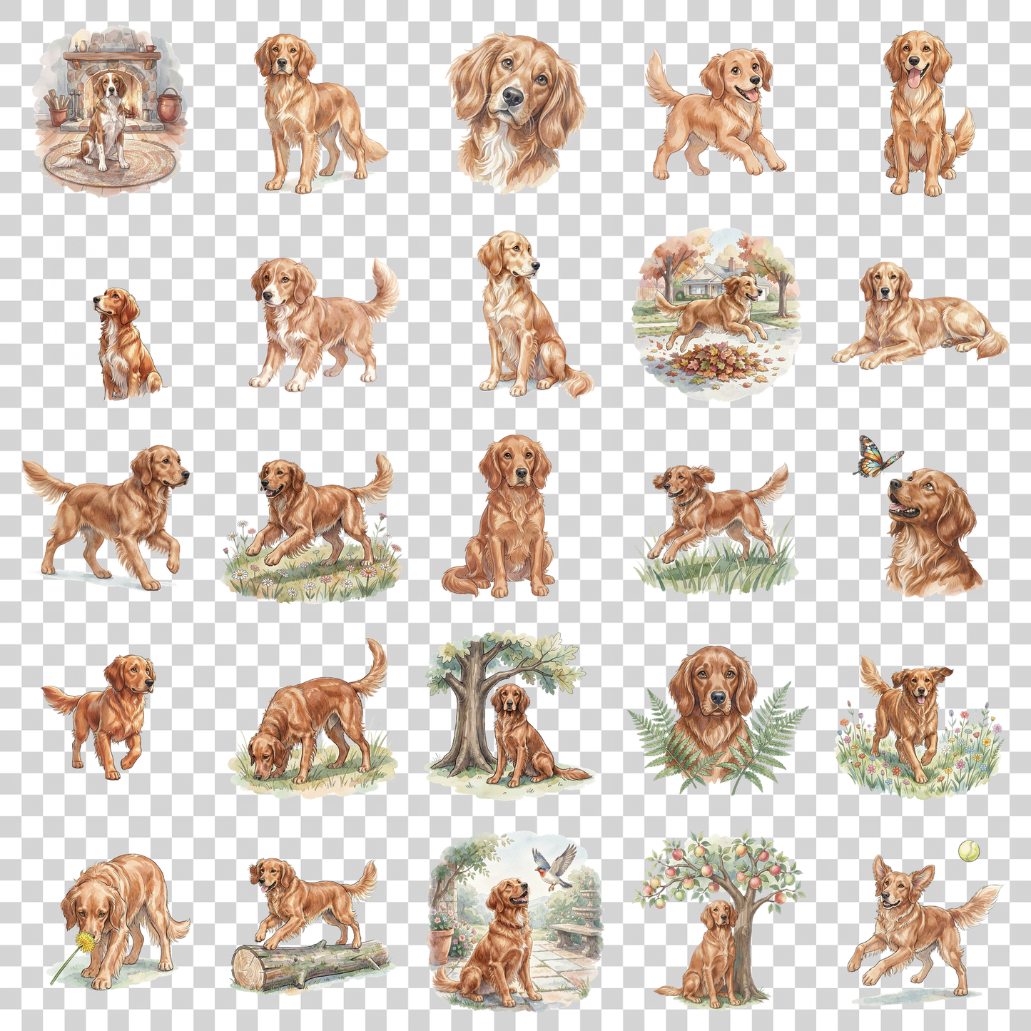 irish-setter-transparent.png
