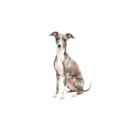 italienischer-windhund-einzel-1.png