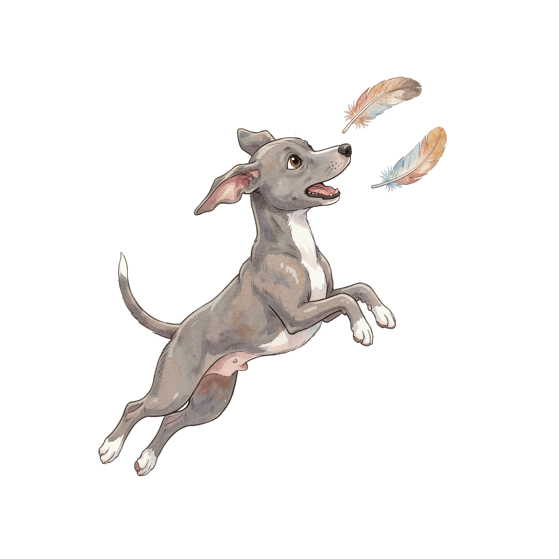italienischer-windhund-einzel-5.png
