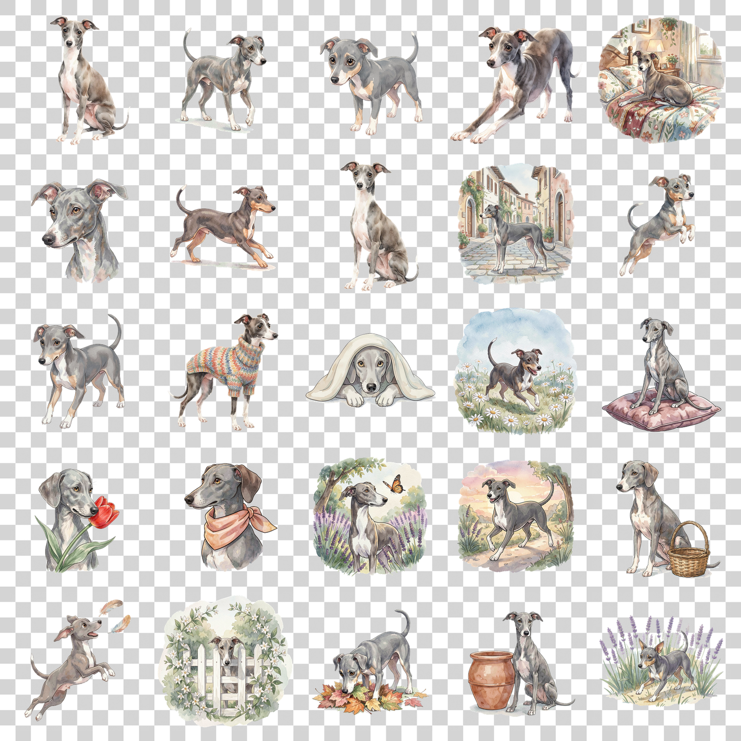 italienischer-windhund-transparent.png