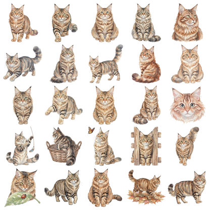 maine-coon-titelbild.png
