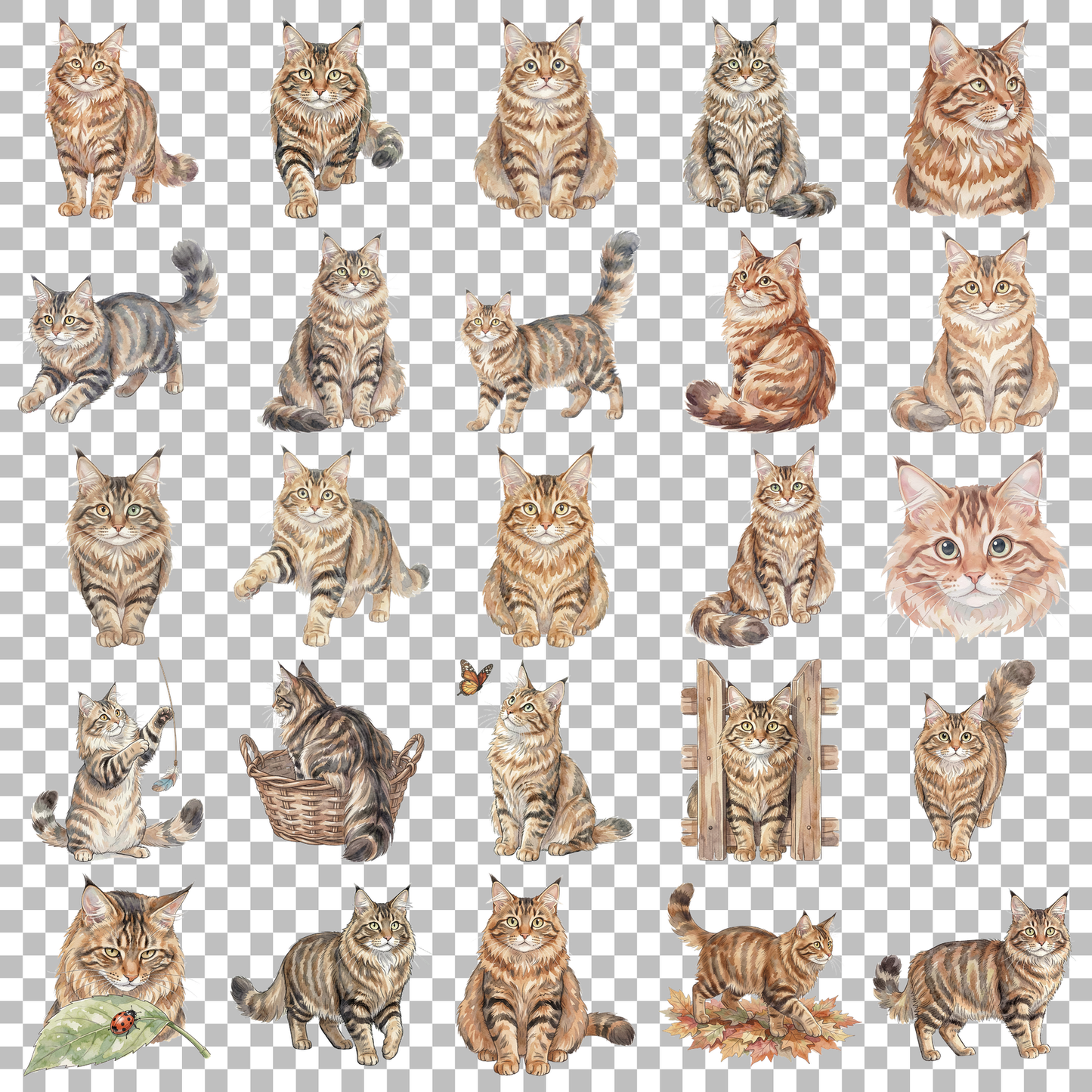 maine-coon-transparent.png