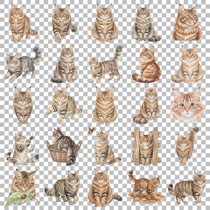 maine-coon-transparent.png