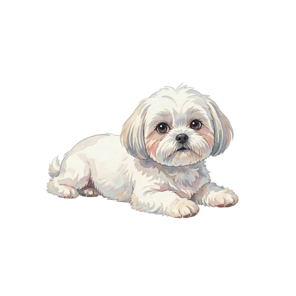 malteser-hund-einzel-3.png