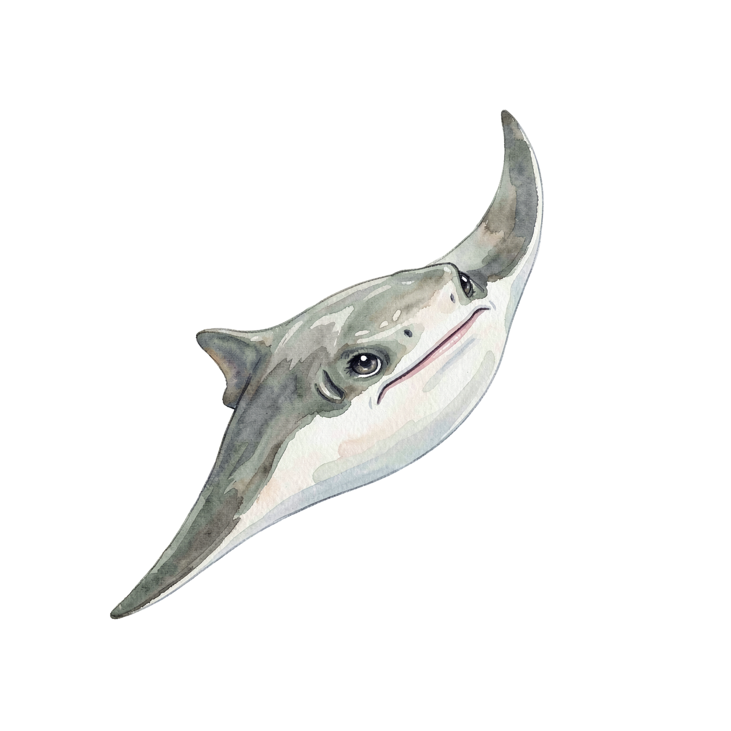 manta-rochen-einzel-2.png