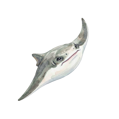 manta-rochen-einzel-2.png