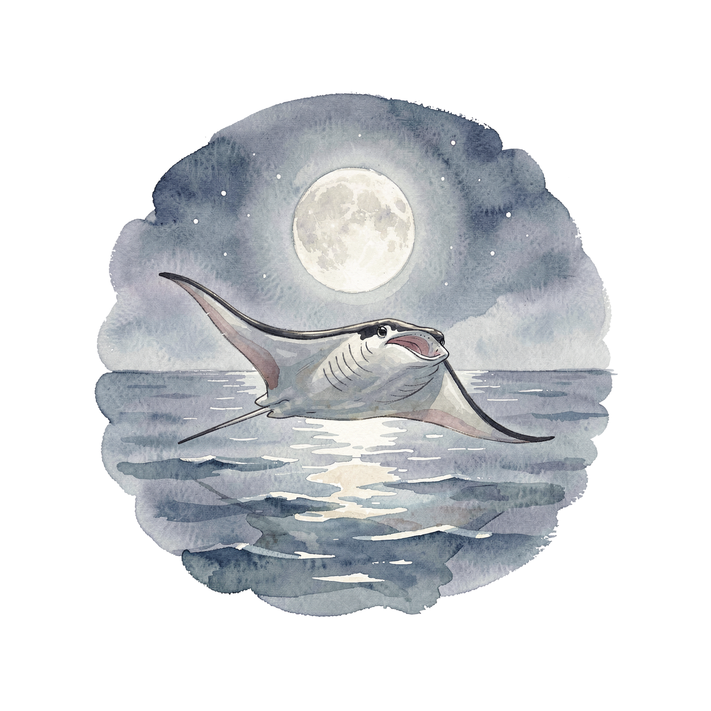 manta-rochen-einzel-4.png
