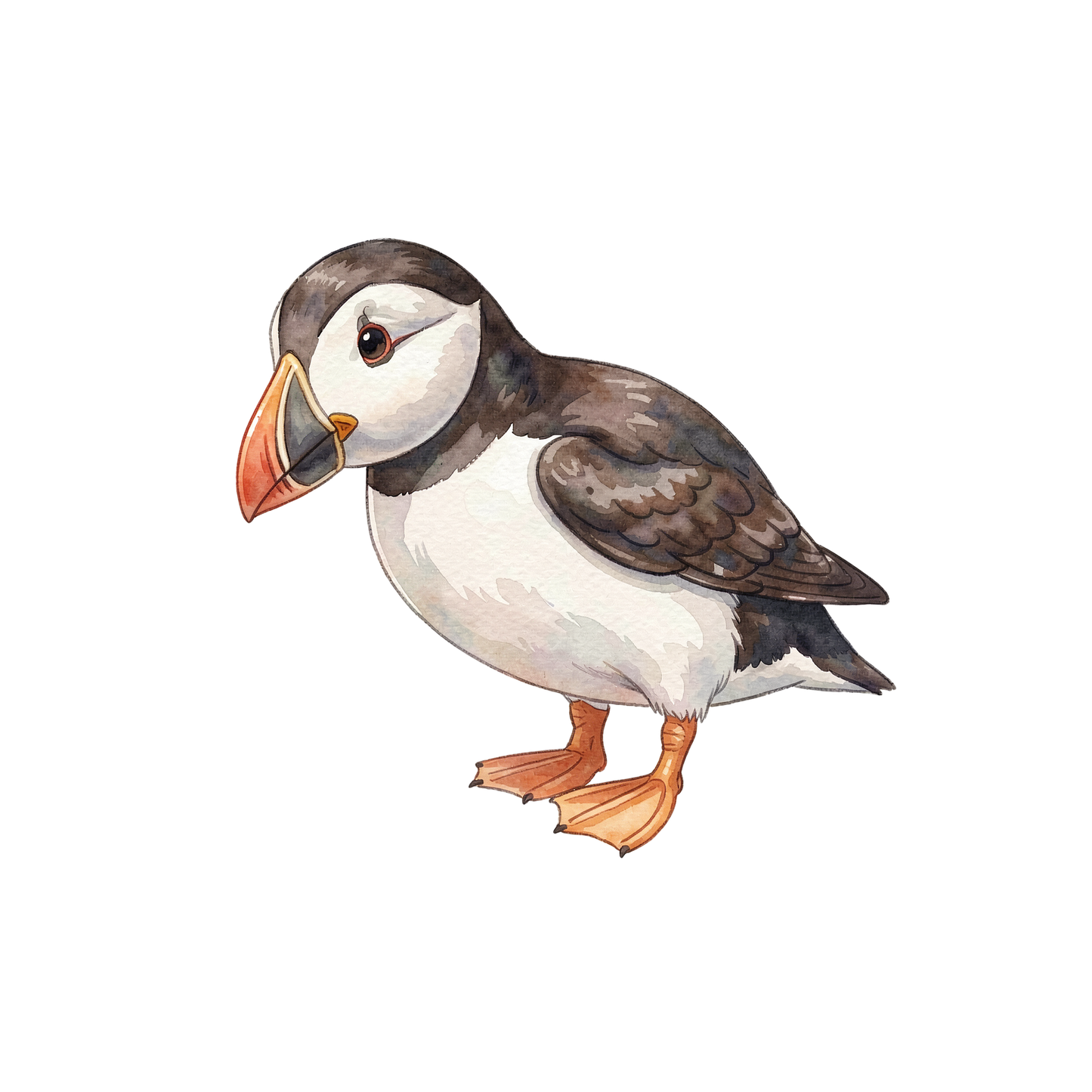 papageientaucher-einzel-2.png