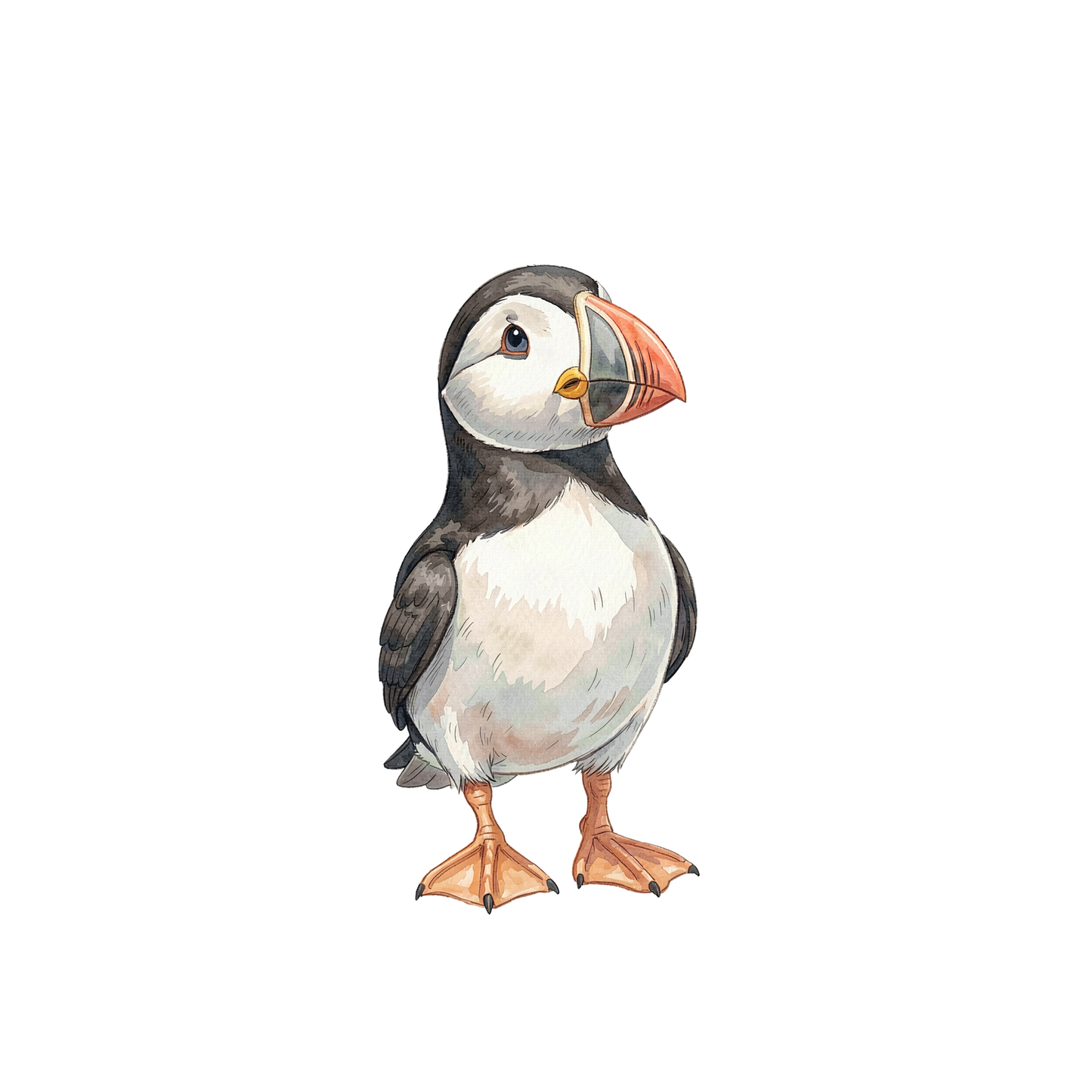 papageientaucher-einzel-3.png