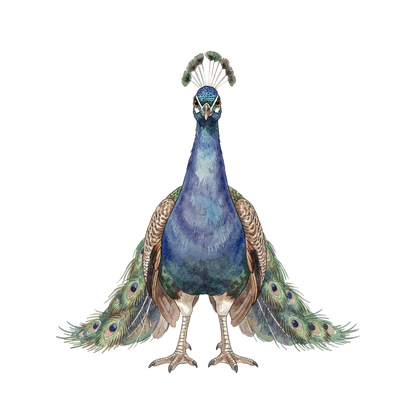 pfau-einzel-3.png
