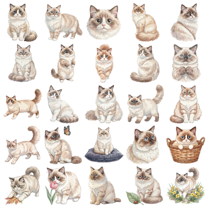 ragdoll-katze-titelbild.png