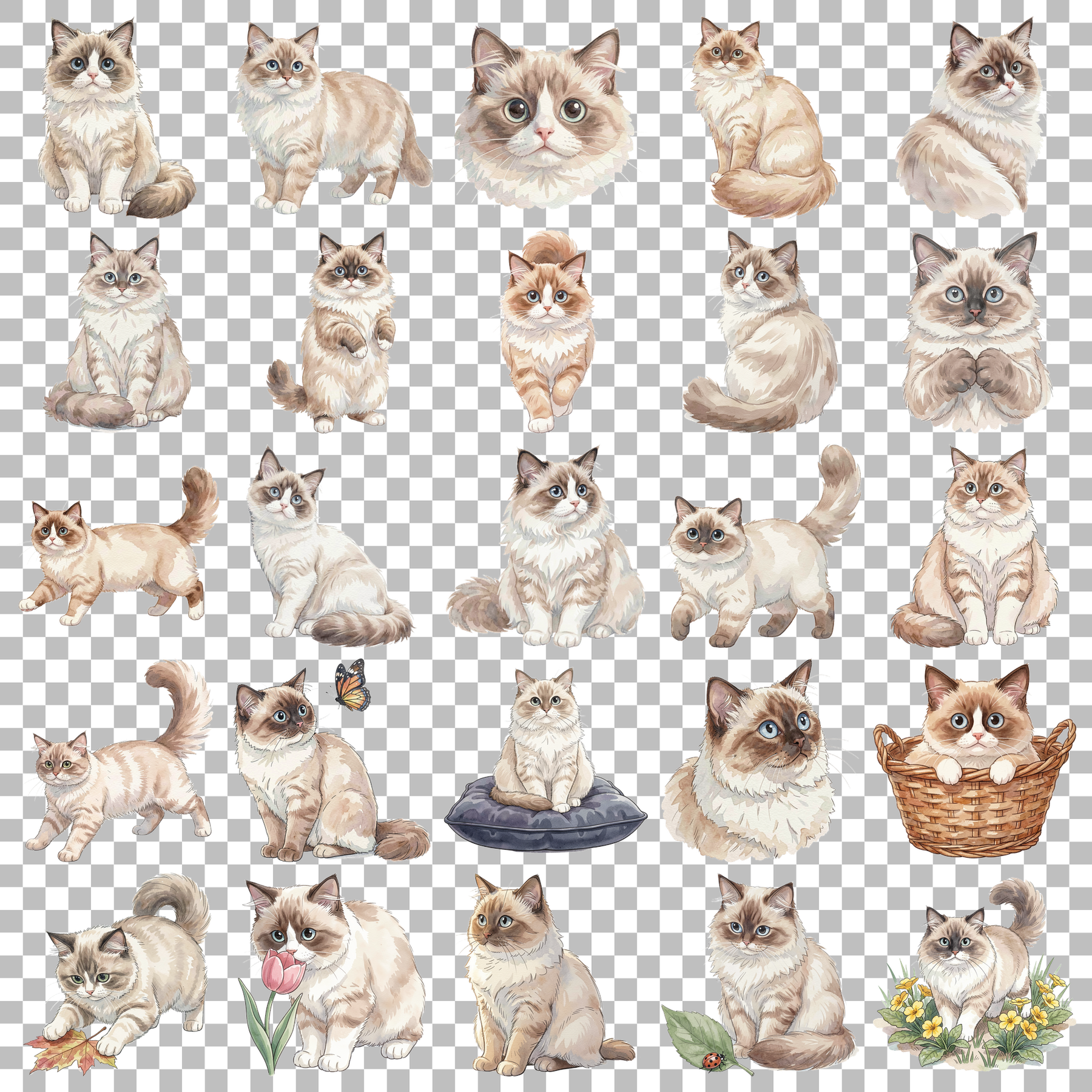 ragdoll-katze-transparent.png