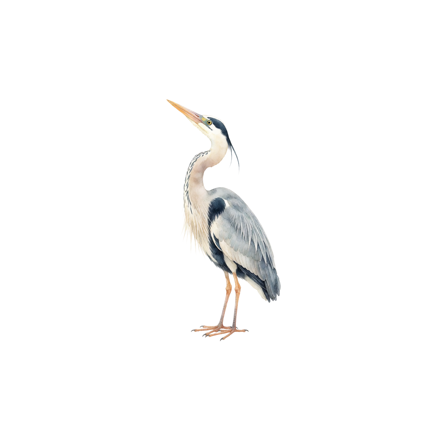 reiher-einzel-1.png