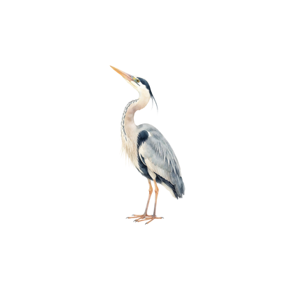 reiher-einzel-1.png