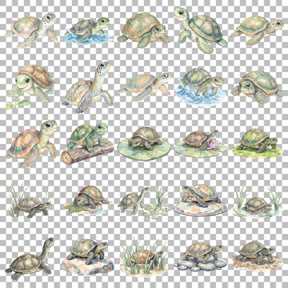 schildkroete-transparent.png