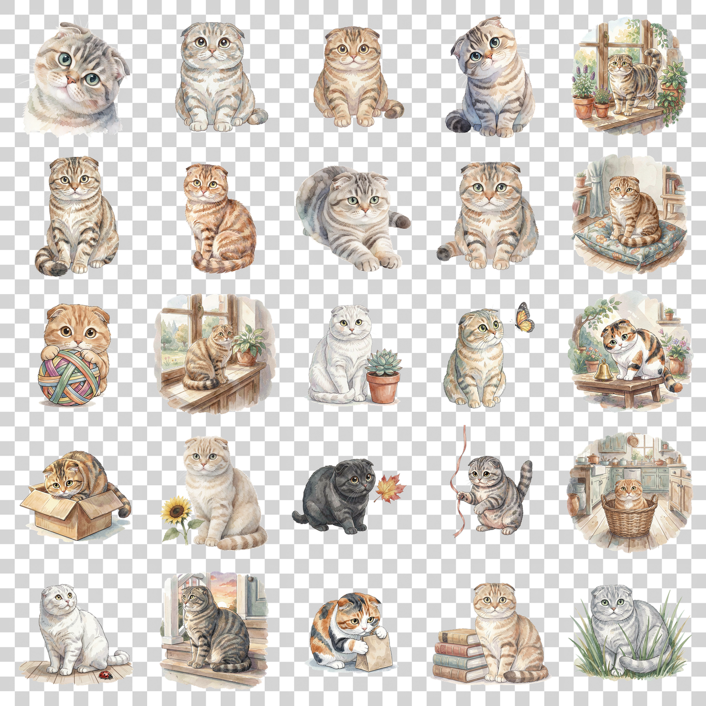 scottish-fold-katze-transparent.png