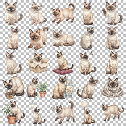 siamesenkatze-transparent.png