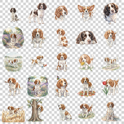 springer-spaniel-transparent.png