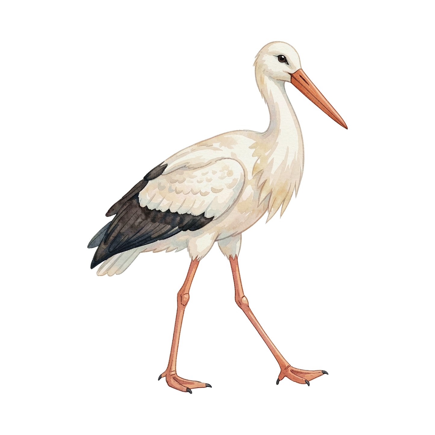 storch-einzel-1.png