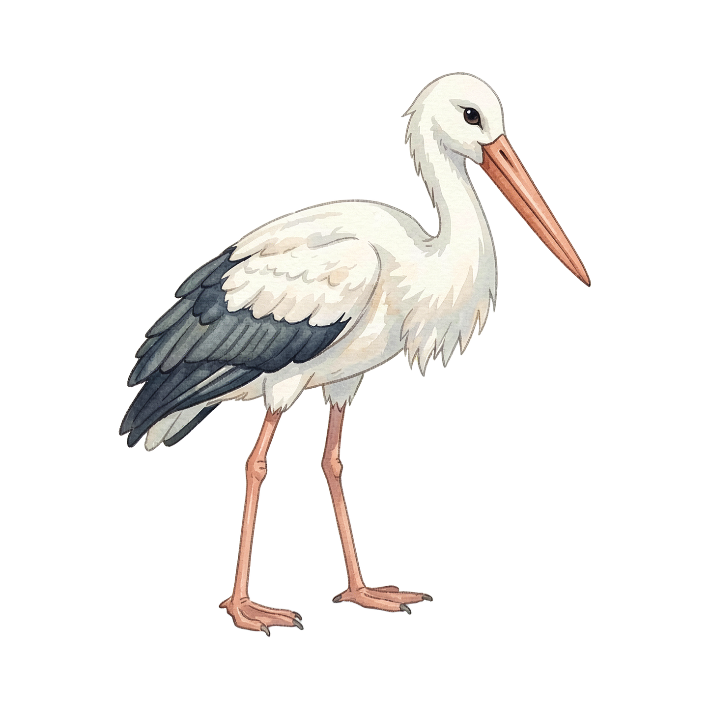 storch-einzel-2.png