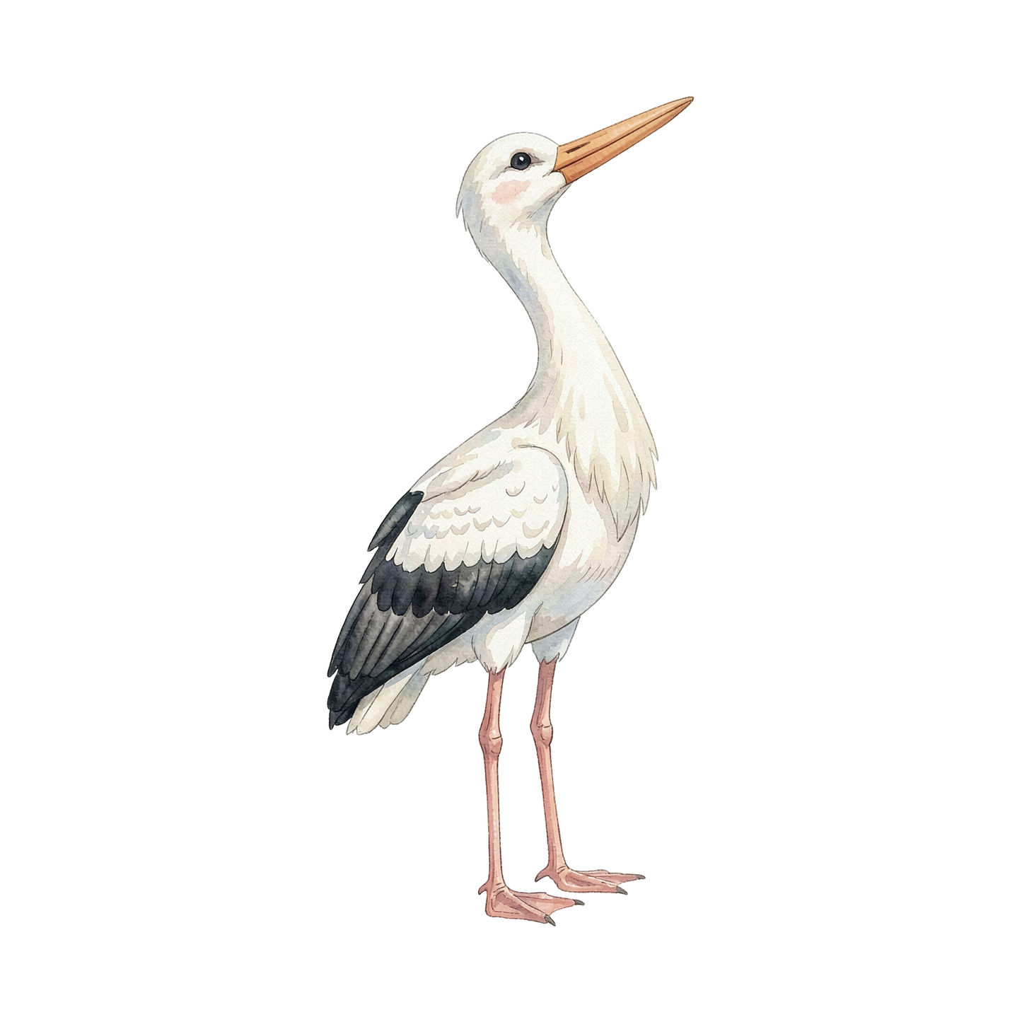 storch-einzel-3.png