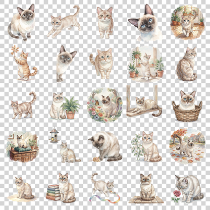 tonkinesische-katze-transparent.png