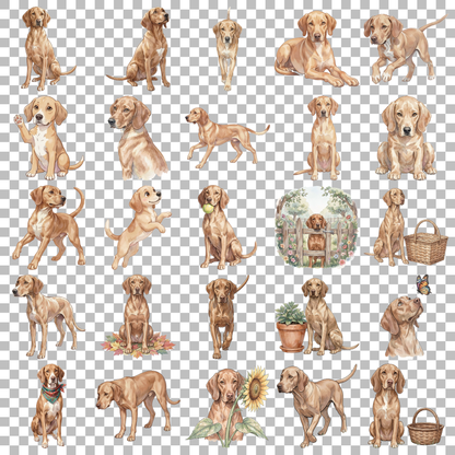 vizsla-transparent.png