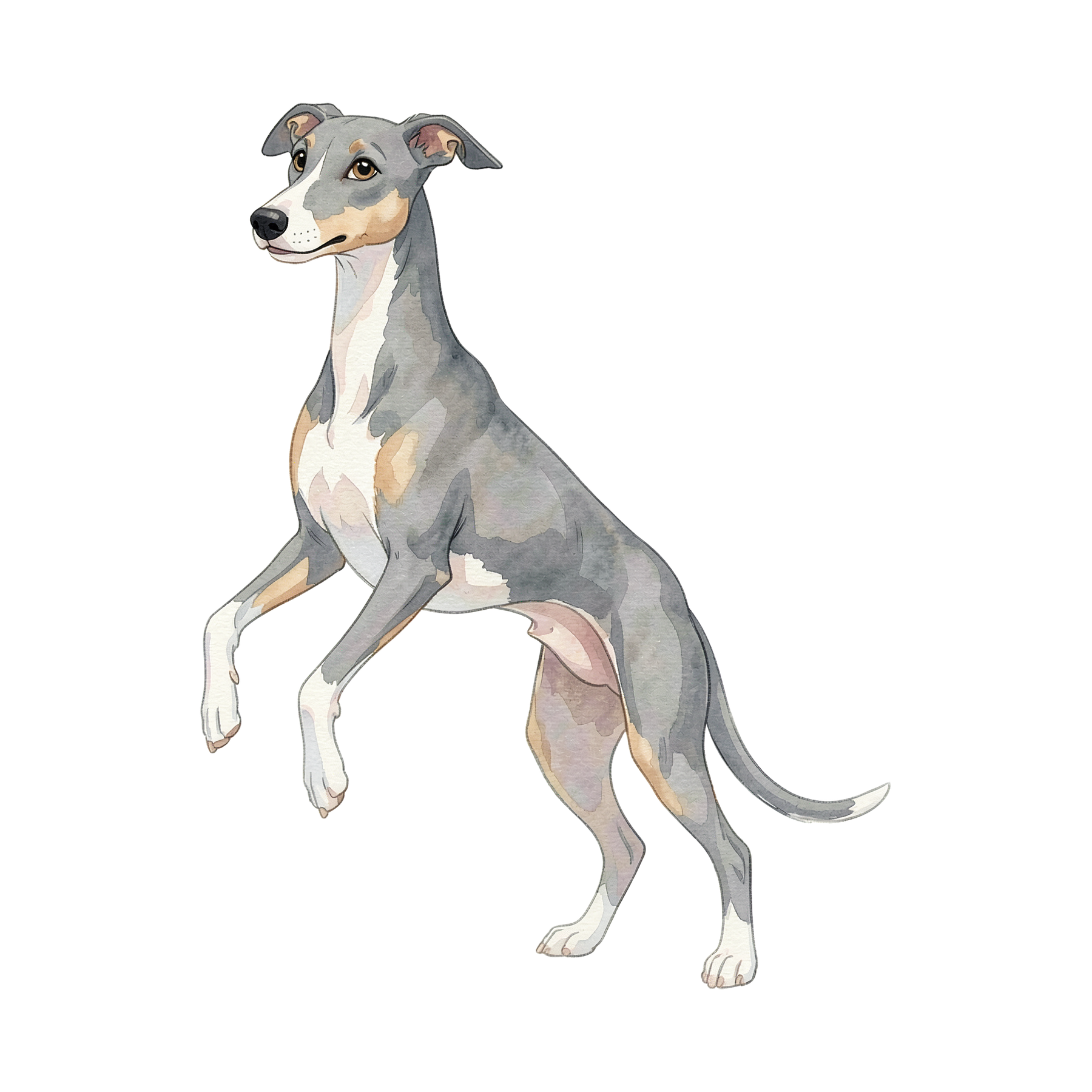 windhund-einzel-3.png