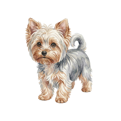 yorkshire-terrier-einzel-2.png