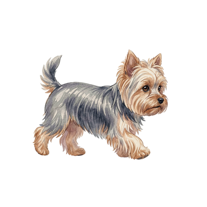 yorkshire-terrier-einzel-3.png