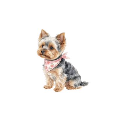yorkshire-terrier-einzel-5.png