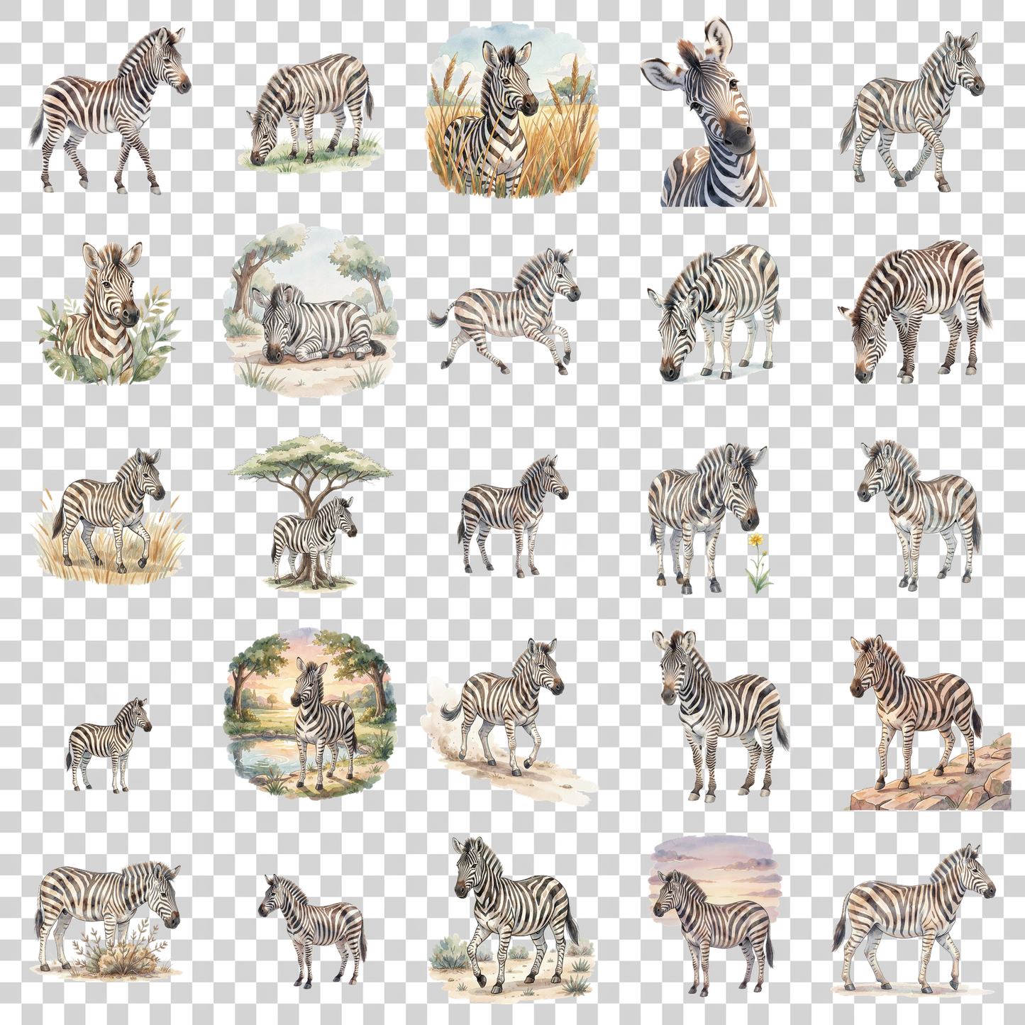 zebra-transparent.png